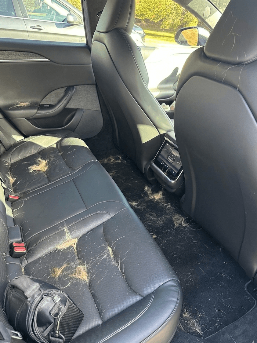 How to Remove Pet Hair from Your Car Interior (And When to Call a Pro)